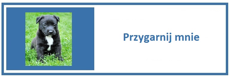 - przygarnij_mnie_3.jpg